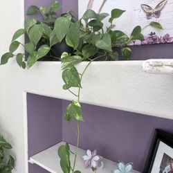 Golden Pothos