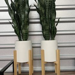 Two Realistic Snake Plants 