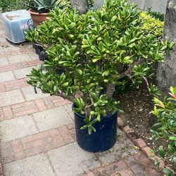 Big Beautiful, Jade,plant