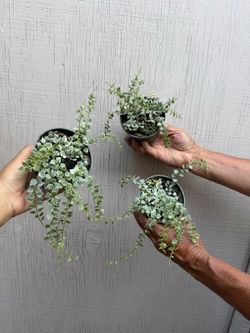 4” dischidia million of hearts variegated