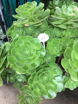 Aeoniums