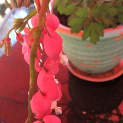 Bleeding Heart Plant