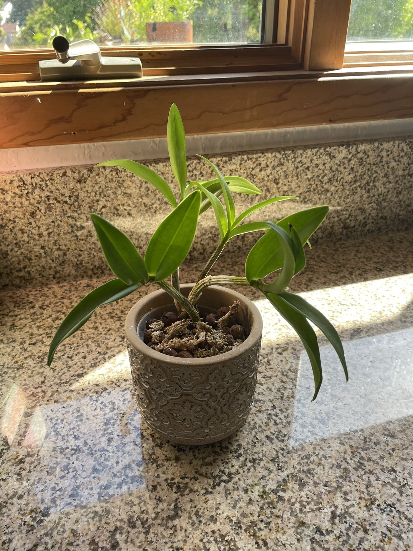Dendrobium Berry Oda Orchid