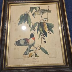 Vintage Antique Frame Bird Print Lithograph Meal Time Rosebreasted Grosbeak Audobon