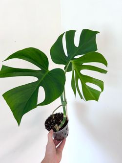 Monstera Sierrana Fully Rooted