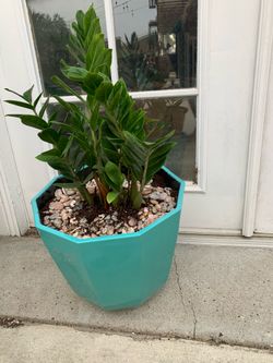 Zz plants