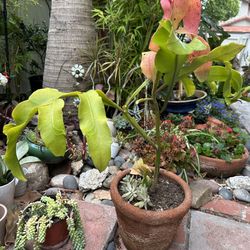 Queen of the Night Epiphyllum with flower buds in a 10inch clay pot，buy one get one free
