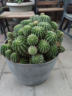 CACTUS / $100 / NELLIS BLVD AND CHEYENNE AVE