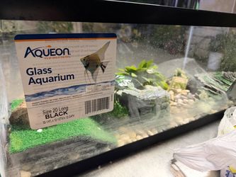 20 gallon tank Fish, Lizard etc..
