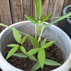 For Sale Kardis(pigeon Pea)+ Lemon Grass