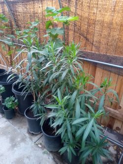 Oleander plants