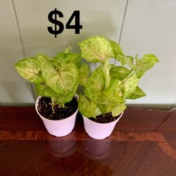 Arrowhead Plants