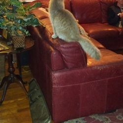 Red Leather Sectional Couch