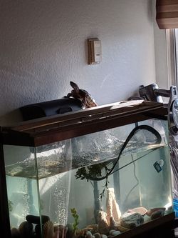 Red slider turtle & Large Tank