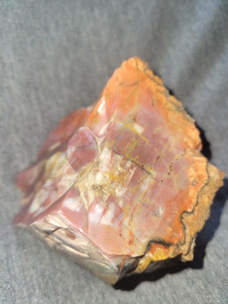 Petrified Wood 🪵