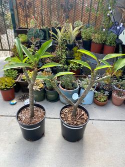 White plumeria trees