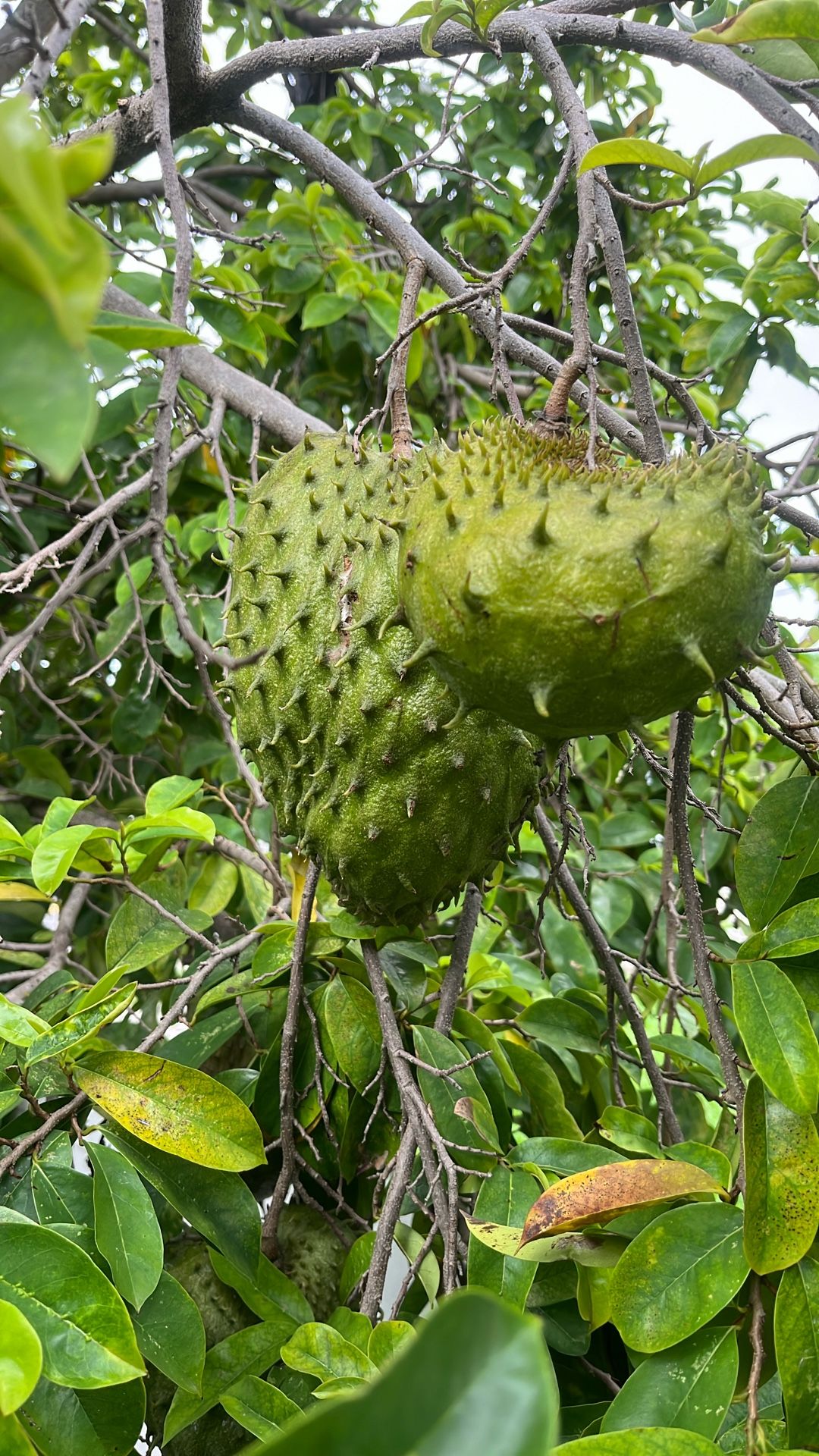 Guanoabana Soursop Fruit 
