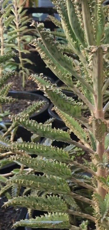 5 Leafs Whit Seed Of Aranto,Alligator Plant, Kalanchoe, Mother Of Thousands