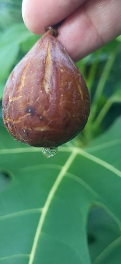 Figs!