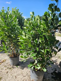 huge clusias About 7 feet tall  Instant  privacy Hedge for fence