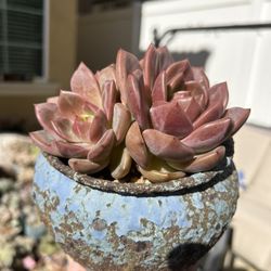 succulents with Pot