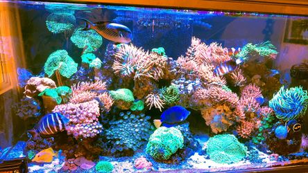 FAKE RAINBOW ANEMONE 3”-7”
