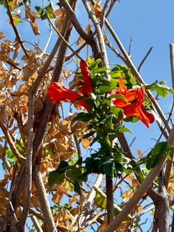 FREE - Two Cape Honeysuckle Shrubs (Tecoma capensis) - Approx 7.5–8 ft Tall - You Dig & Haul