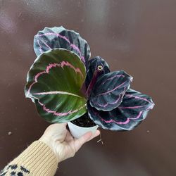 4” Calathea Dottie