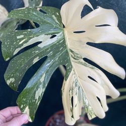 Monstera Thai Constellation House Plant , In 12 Inch Pot Pick Up Only