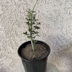 1 Gallon Pot Rare Succulent Plant - Senecio Articulatus - Candle Plant  - Rooted & Established - Drought Resistant - 🪴