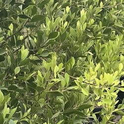 Indian laurels (ficus Nitida) 15 Gallon