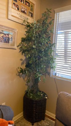 Artificial Ficus Tree