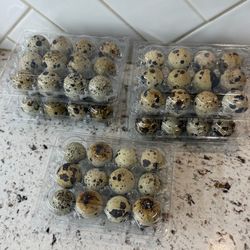 Quail eggs
