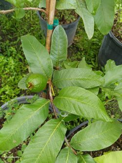 Guava fruit producing tree $80