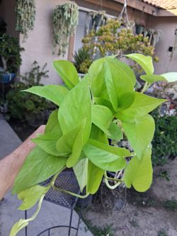 N E O N. Pothos Plant $15