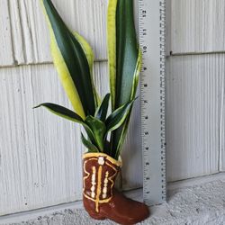 Water Propagated Sansevieria Black Gold (Snake Plant) In Boot Vase