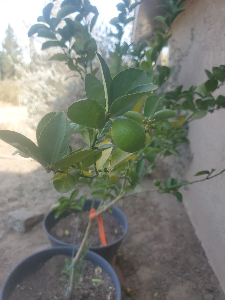 Key Lime Tree