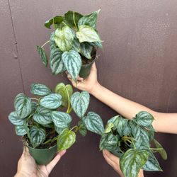 4” philodendron brandi 