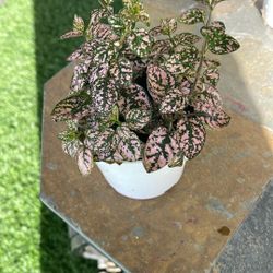 Poka Dot Plant-Natural Plant