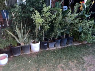 Whoa garden filled with plants