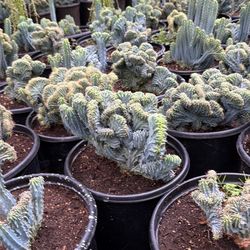 Myrtillocactus