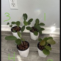 Hoya Australis Desk Plants - Semi Hydro - Leca 