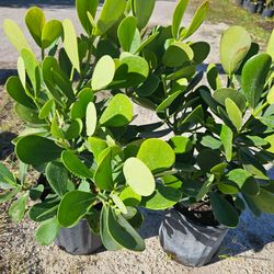 Clusias  and podocarpus Instant privacy hedge for fence