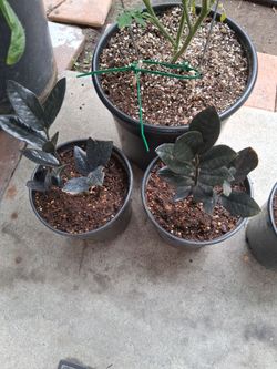 Black ZZ plant