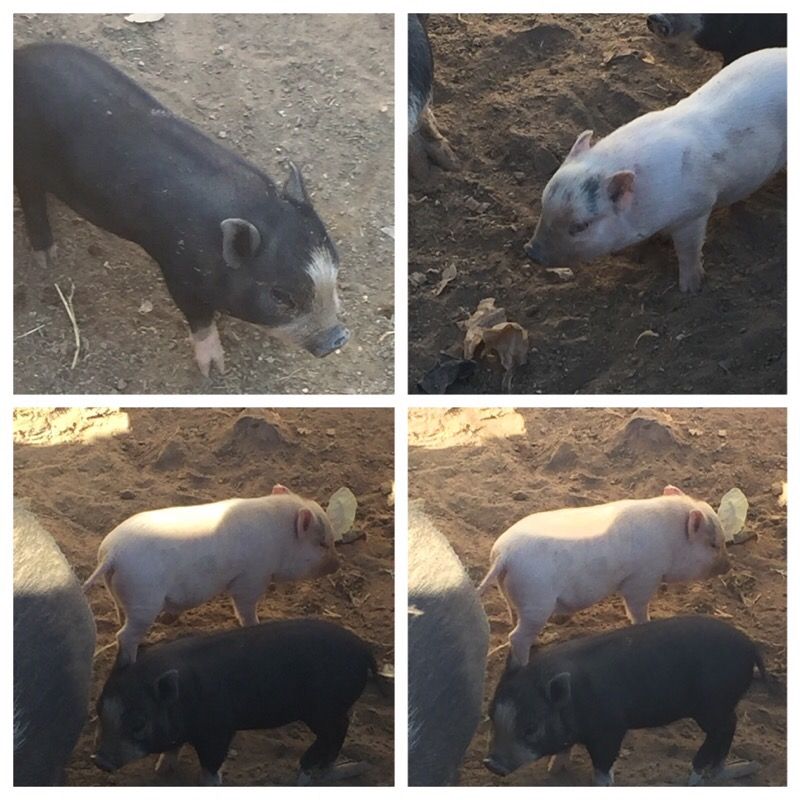 Pot belly pigs $75