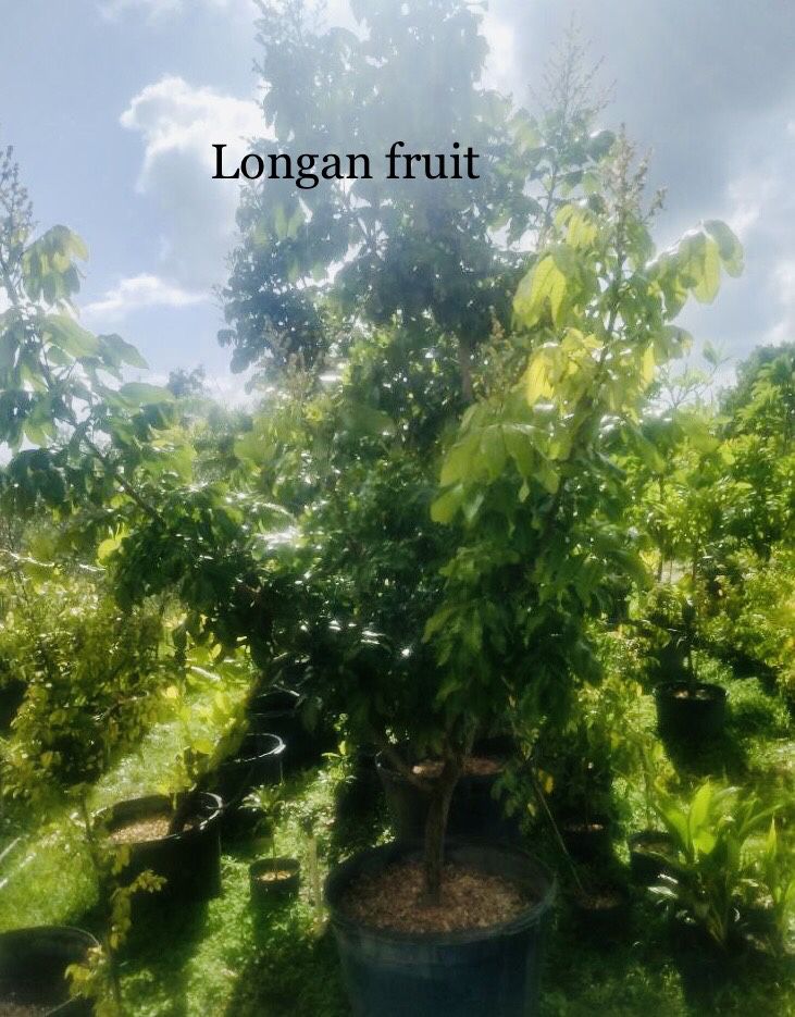 Longan Fruit Tree