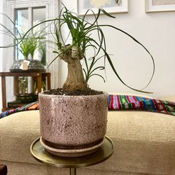 Ponytail Palm Plant In Gorgeous Marbled Ceramic Planter Pot With Tray