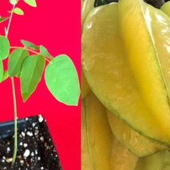Sweet Star Fruit Averrhoa Carambola Bell Potted Starfruit  3 Gallon Pot Ready To Produce Fruit Plant  