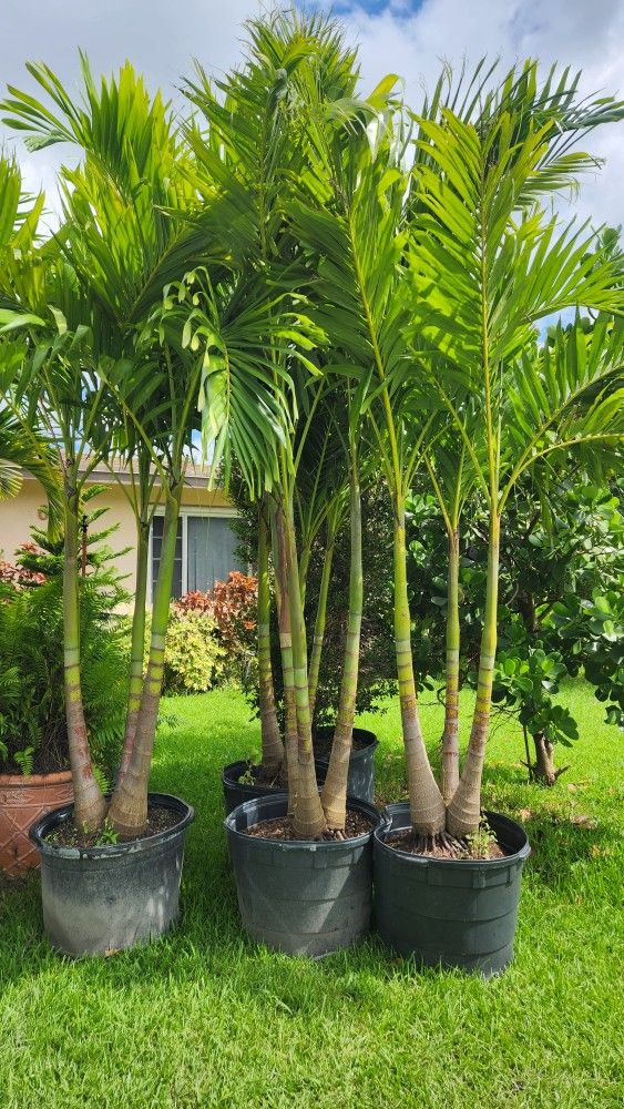 Beautiful Christmas Palms!!! Over 8 Feet Tall!!! Fertilized