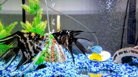 Fish Tank – Premium Bundle